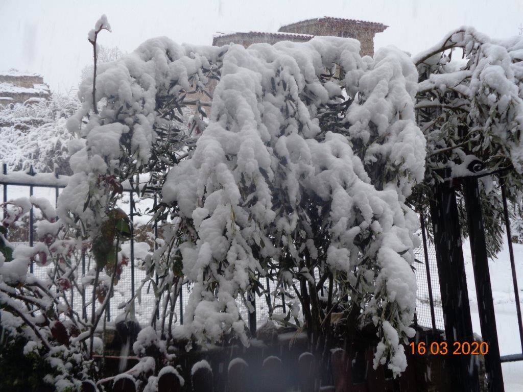 Fotos: La magia blanca de la nieve en El Collado