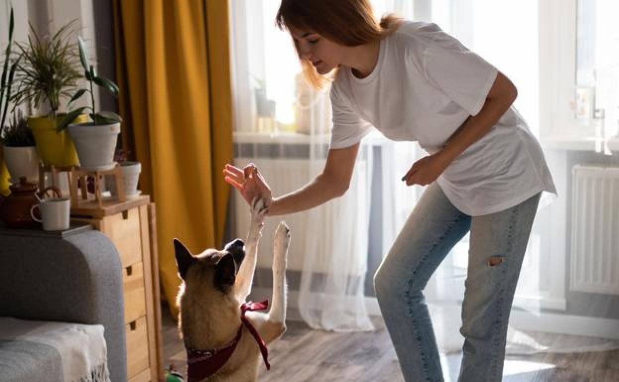 Juegos para mantener a las mascotas activas sin salir de casa