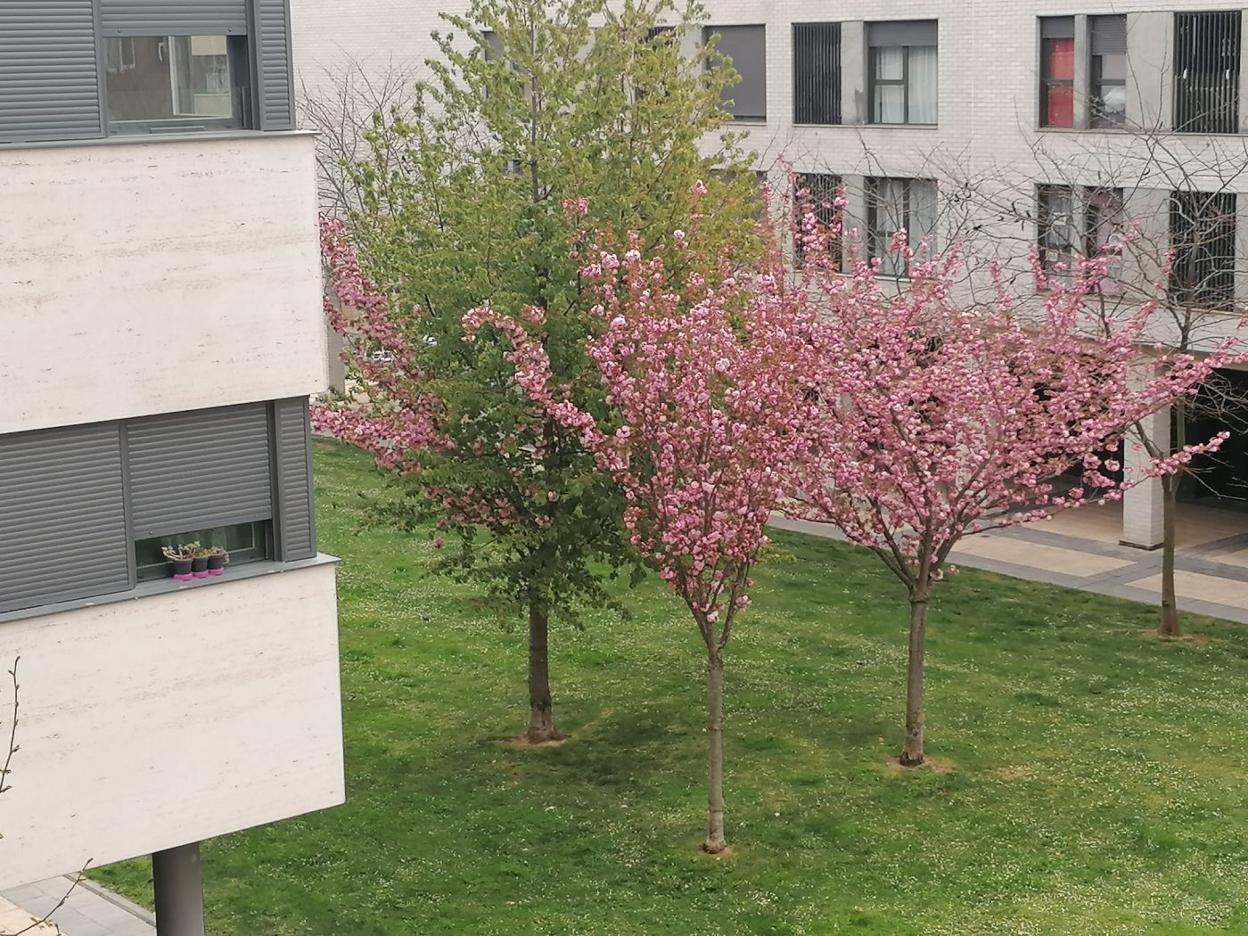 Una jarrera muestra la llegada de la primavera fotografiando unos árboles desde su ventana. 