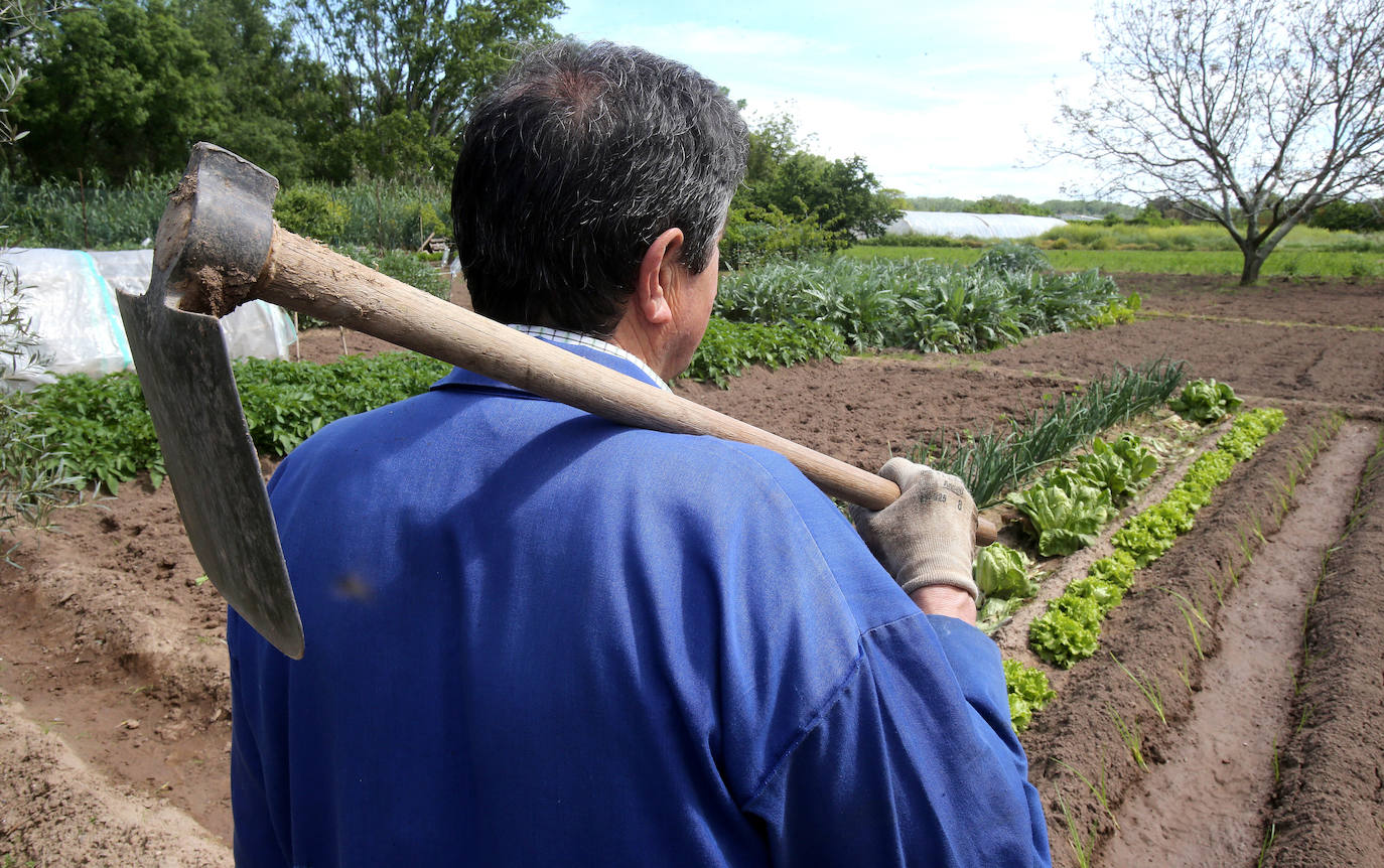 El regreso. Al final, la Administración atendió las demandas de los agricultores no profesionales para poder cultivar sus huertas 