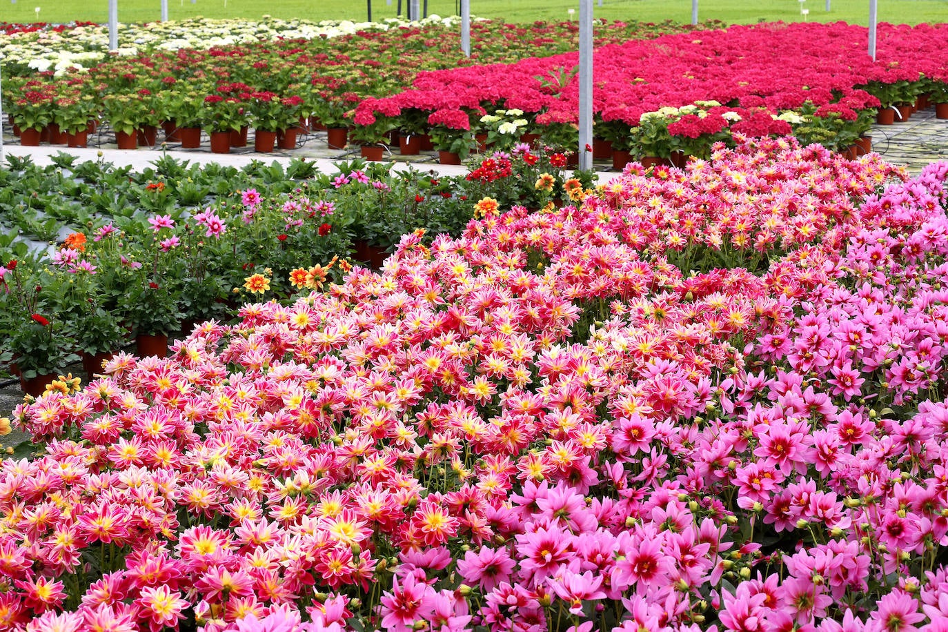 La 'aministía' para el mantenimiento de huertos anima a los viveristas, aunque el mercado de flores pierde una buena parte de la temporada.