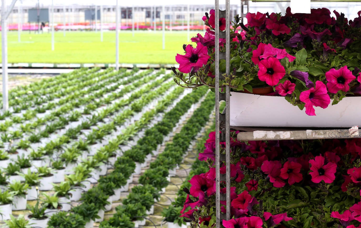 La 'aministía' para el mantenimiento de huertos anima a los viveristas, aunque el mercado de flores pierde una buena parte de la temporada.