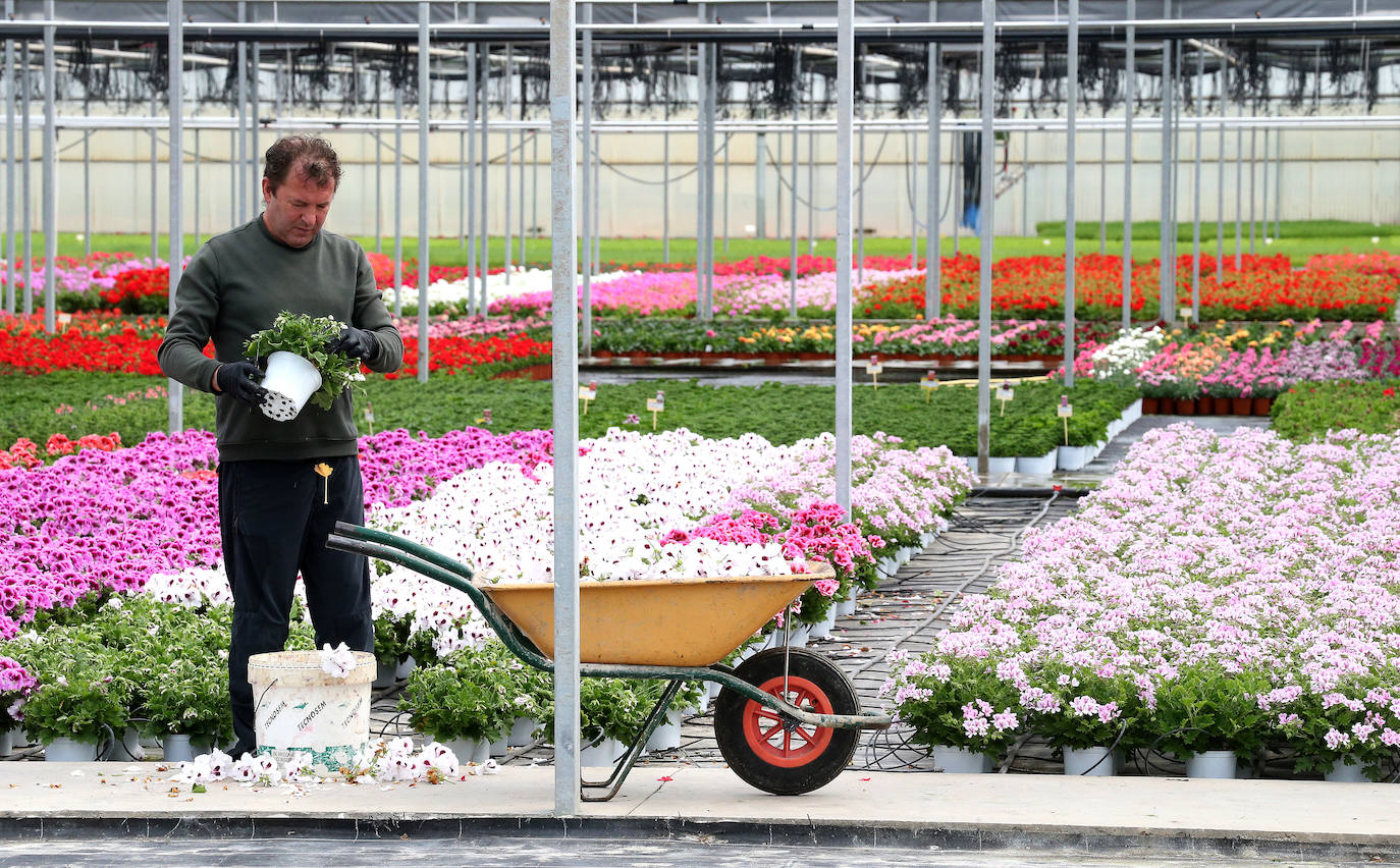 La 'aministía' para el mantenimiento de huertos anima a los viveristas, aunque el mercado de flores pierde una buena parte de la temporada.