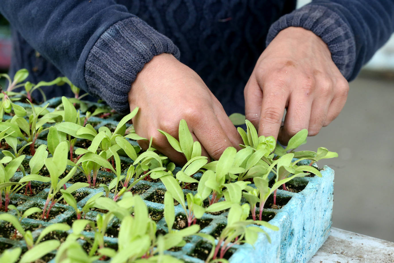 La 'aministía' para el mantenimiento de huertos anima a los viveristas, aunque el mercado de flores pierde una buena parte de la temporada.