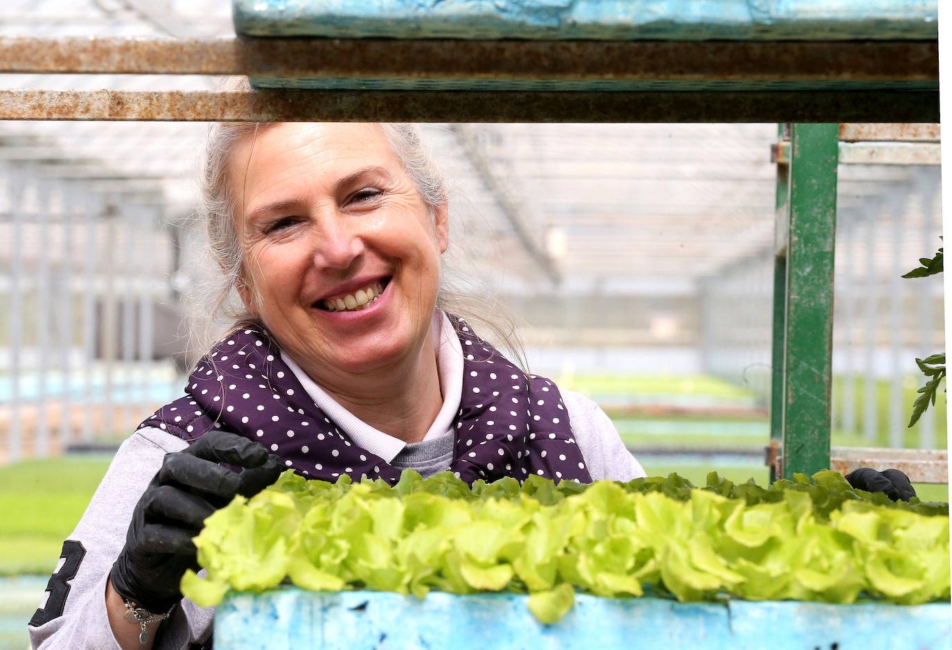 La 'aministía' para el mantenimiento de huertos anima a los viveristas, aunque el mercado de flores pierde una buena parte de la temporada.