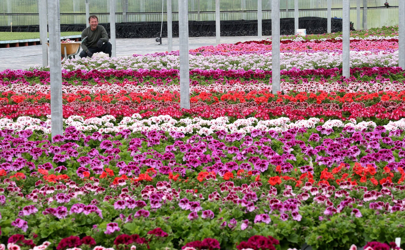 La 'aministía' para el mantenimiento de huertos anima a los viveristas, aunque el mercado de flores pierde una buena parte de la temporada.