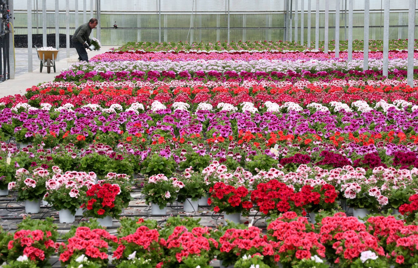 La 'aministía' para el mantenimiento de huertos anima a los viveristas, aunque el mercado de flores pierde una buena parte de la temporada.