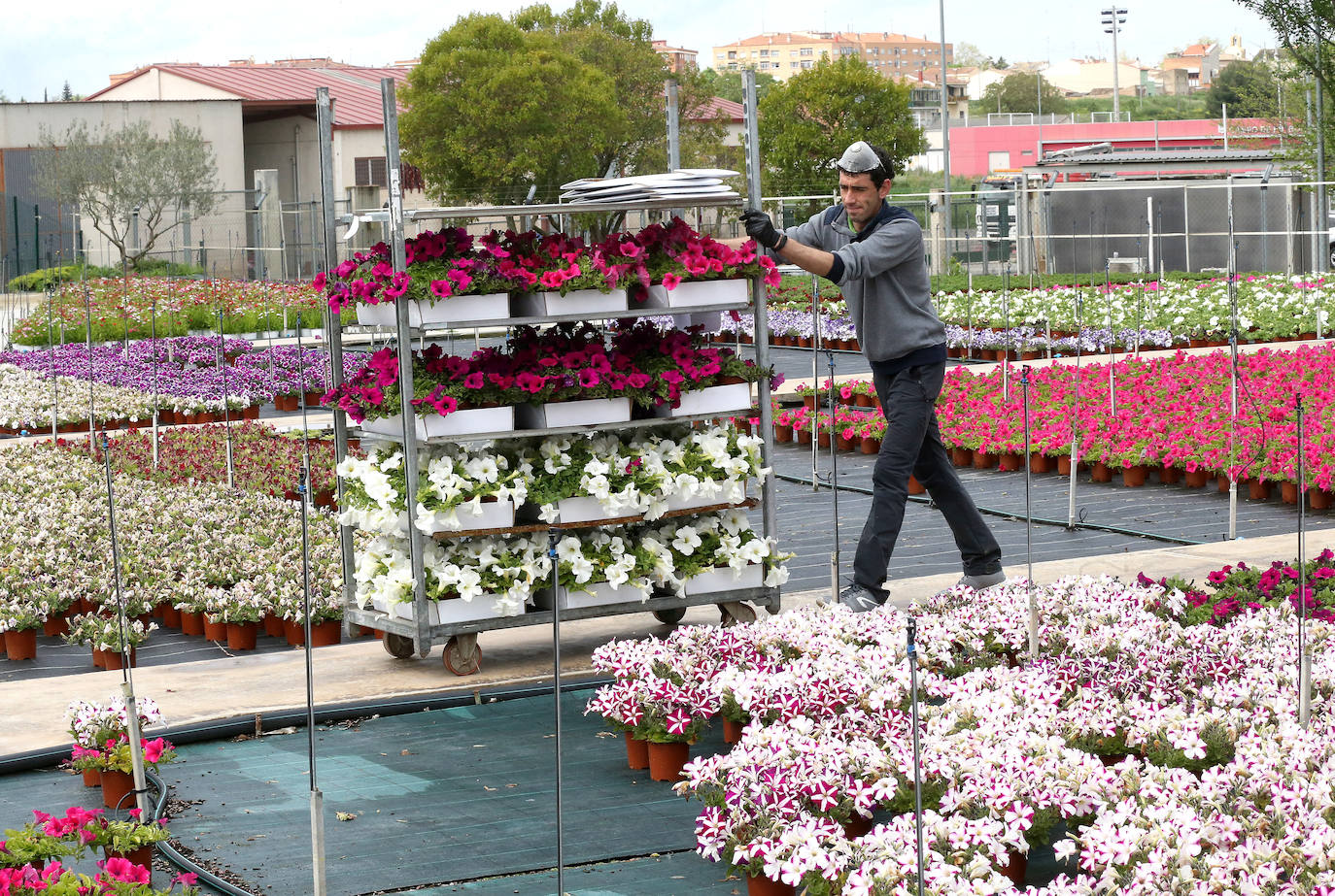 La 'aministía' para el mantenimiento de huertos anima a los viveristas, aunque el mercado de flores pierde una buena parte de la temporada.