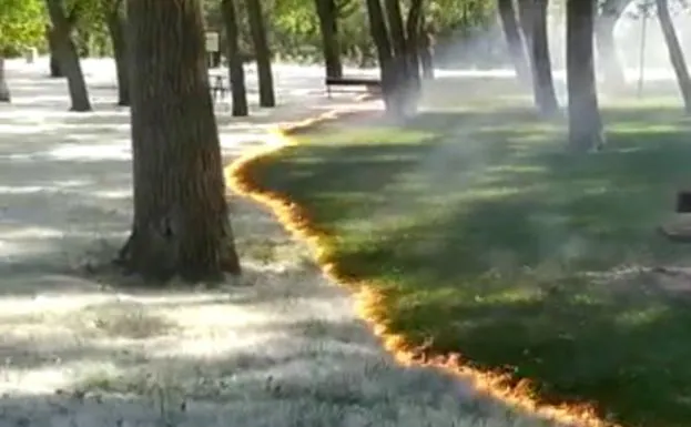 Vídeo: así arden las pelusas de los chopos en el parque del Cidacos de Calahorra