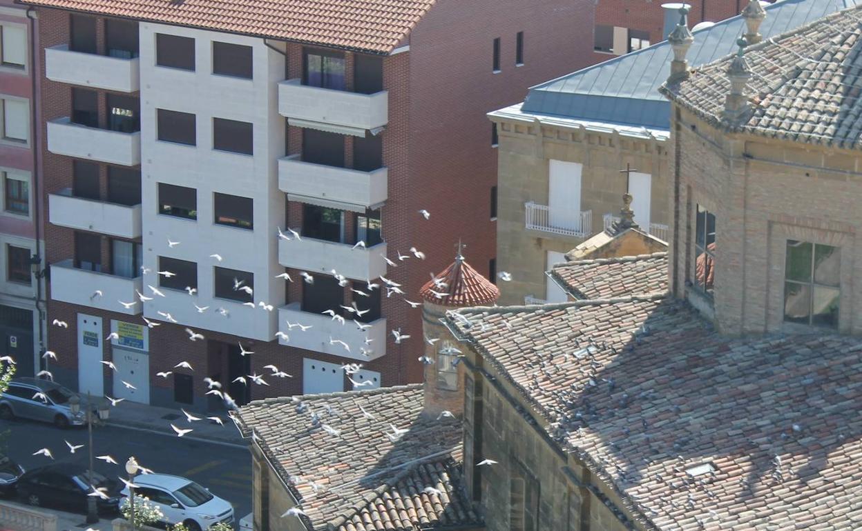 Haro pone en marcha un programa para paliar la superpoblación de palomas