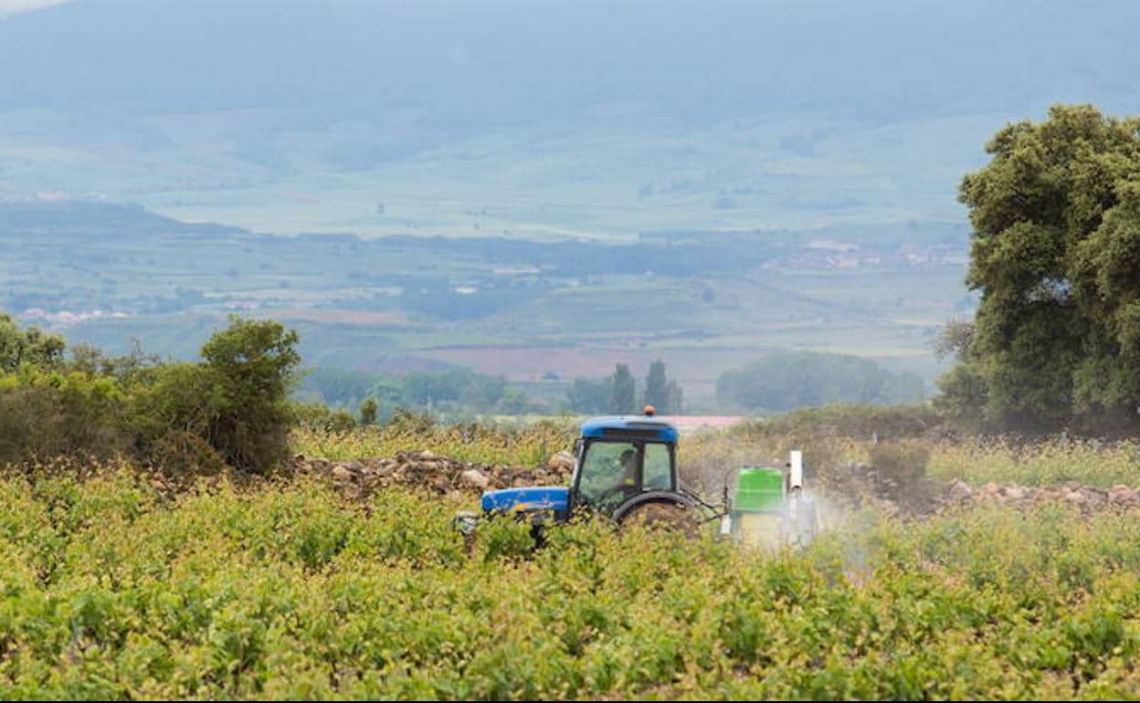 El almacenamiento de crisis, única medida que convence a bodegas y agricultores de Rioja