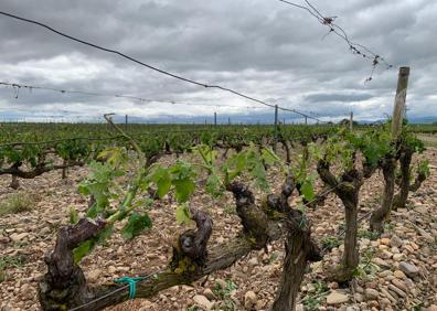 Imagen secundaria 1 - El granizo hace estragos en la comarca de Haro
