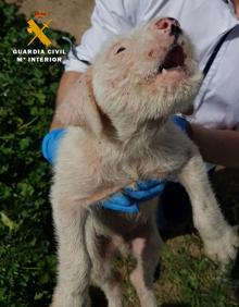 Imagen secundaria 2 - El Seprona investiga a un vecino de San Asensio por maltrato animal