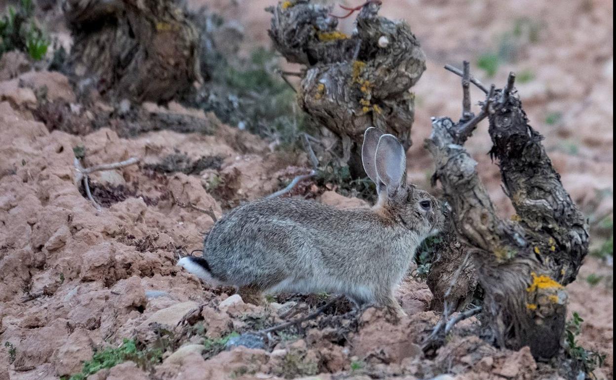 ASAJA pide «un compromiso firme» ante los daños de la fauna en cultivos