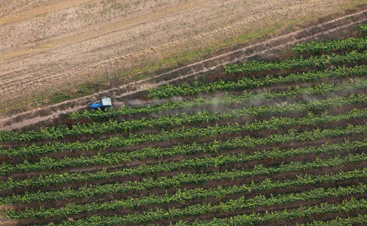 La Rioja es la segunda región que más contratos agrícolas ha suscrito en el estado de alarma