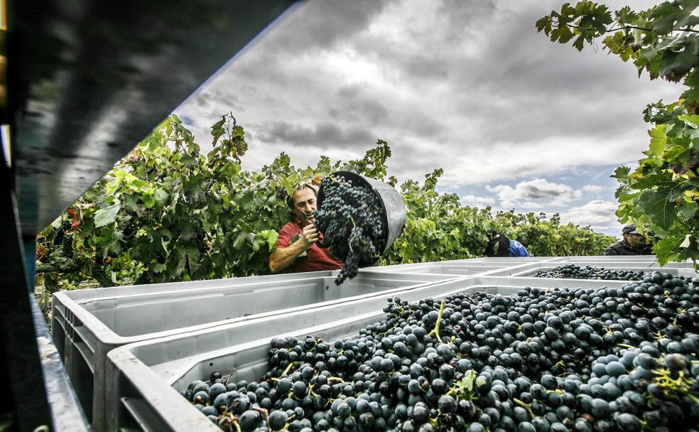 La nueva normalidad... con el coronavirus: el vino