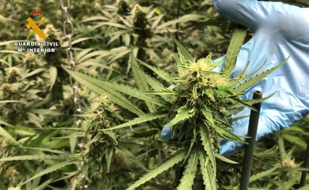 Imagen principal - Desmantelada una red que distribuía 1.800 kilos de cannabis al año en La Rioja y País Vasco