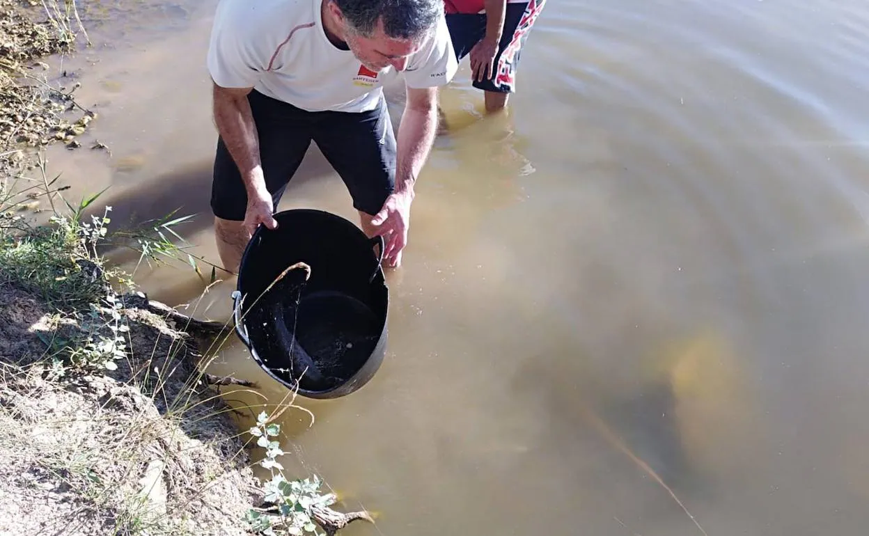 Varias personas tuvieron que meterse al agua para salvar las truchas. 