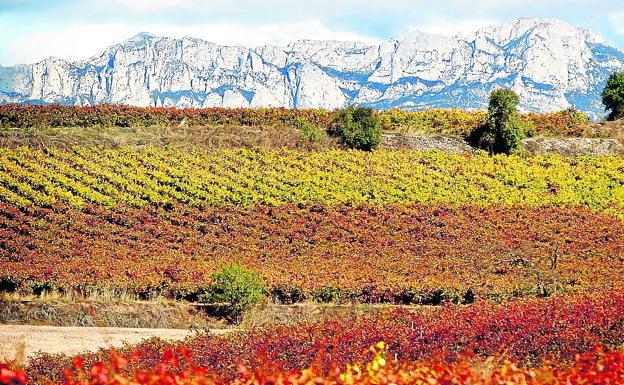 Imagen de unas viñas en pleno otoño bajo Bilibio 