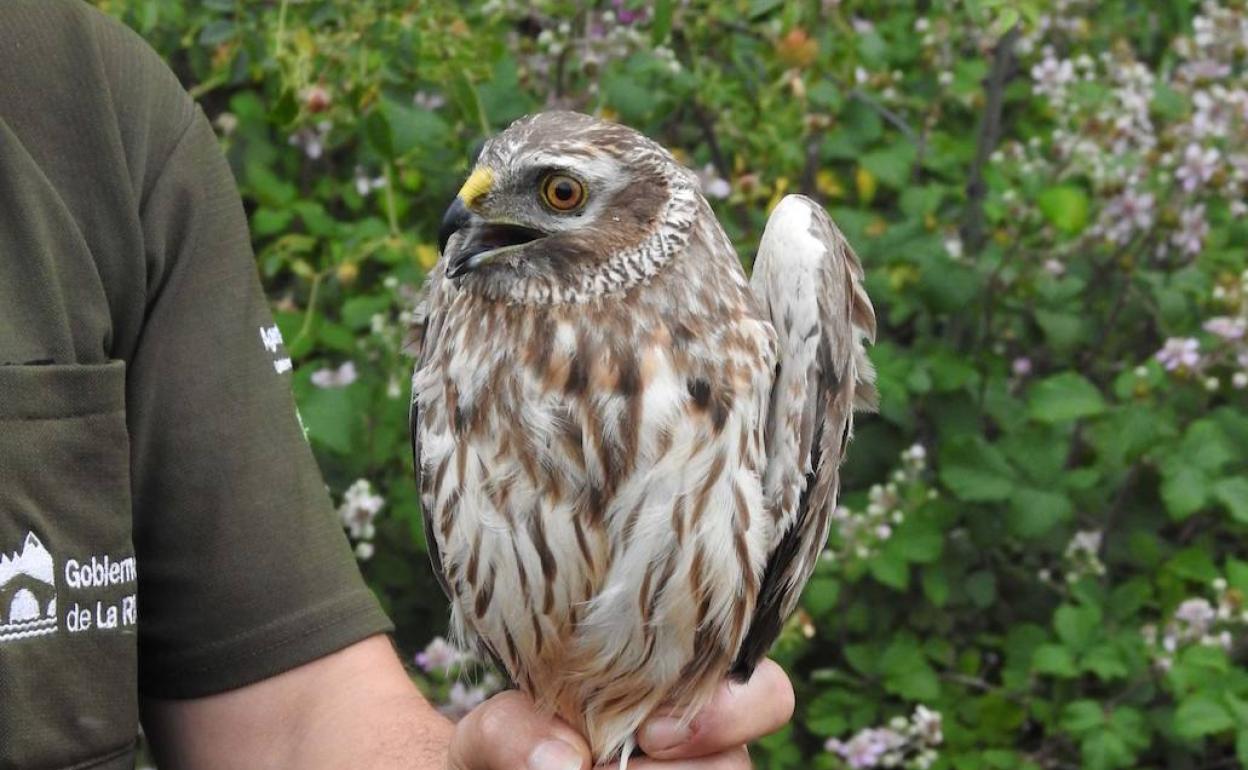 'Millana' y 'Berceo', dos aguiluchos 'riojanos' con GPS para «conocer y conservar» la especie