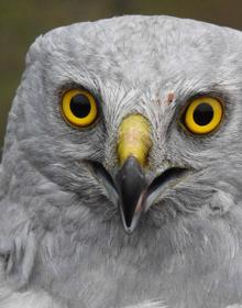 Imagen secundaria 2 - &#039;Millana&#039; y &#039;Berceo&#039;, dos aguiluchos &#039;riojanos&#039; con GPS para «conocer y conservar» la especie