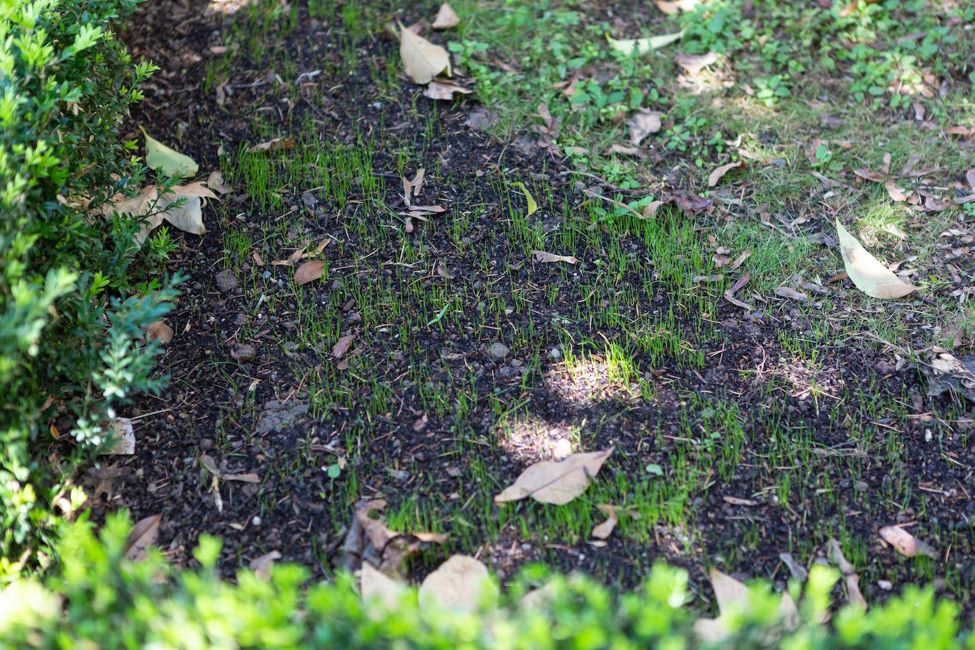 Fotos: El cuidado de los jardines de Logroño, en tela de juicio