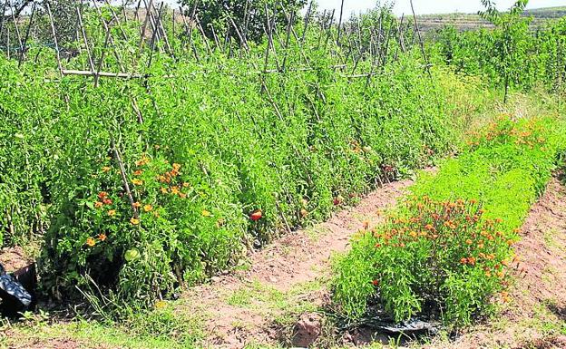 El huerto tradicional crea sinergias con la capuchina y flor eléctrica. 