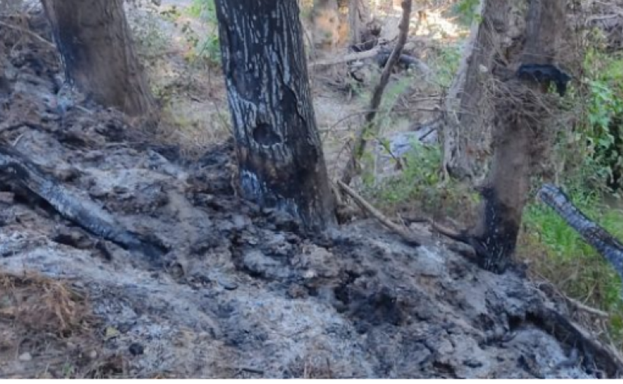 Una de las imágenes que Amigos de la Tierra La Rioja ha colgado en su web sobre lo sucedido en los Sotos de Alfaro. 