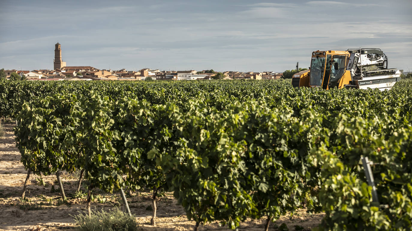 El coronavirus marca la campaña de este año en Rioja