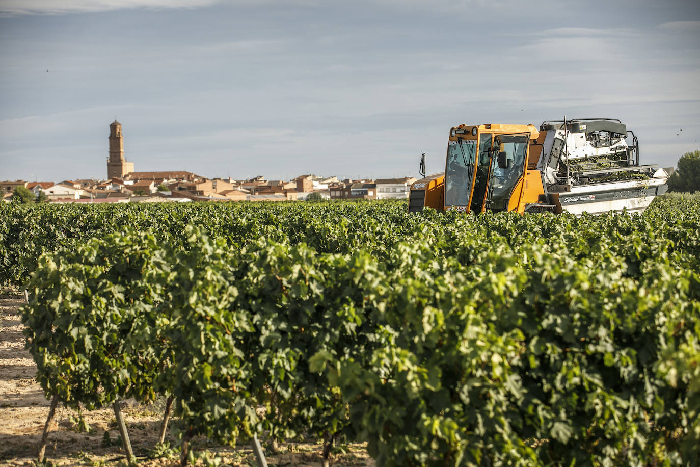 El coronavirus marca la campaña de este año en Rioja