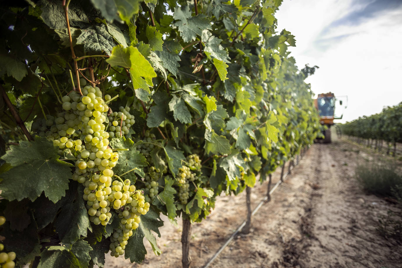 El coronavirus marca la campaña de este año en Rioja