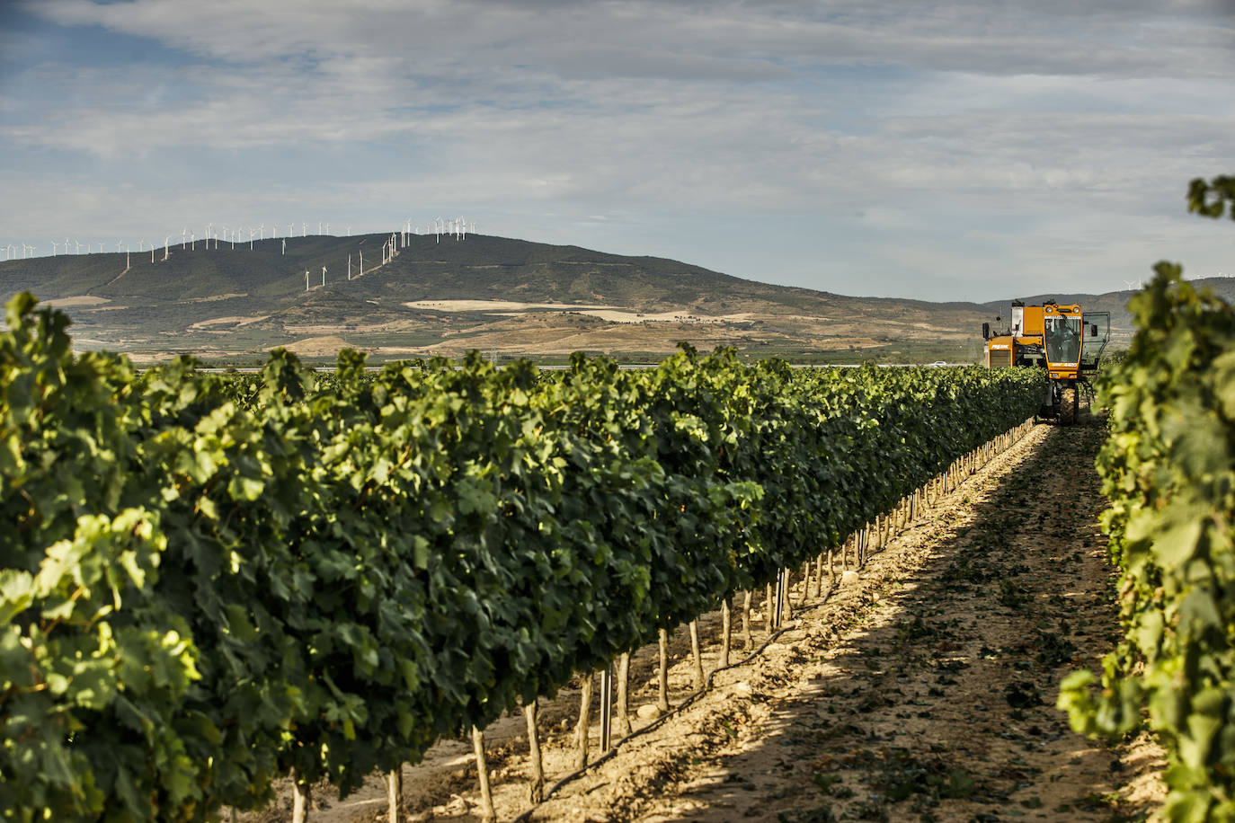 El coronavirus marca la campaña de este año en Rioja