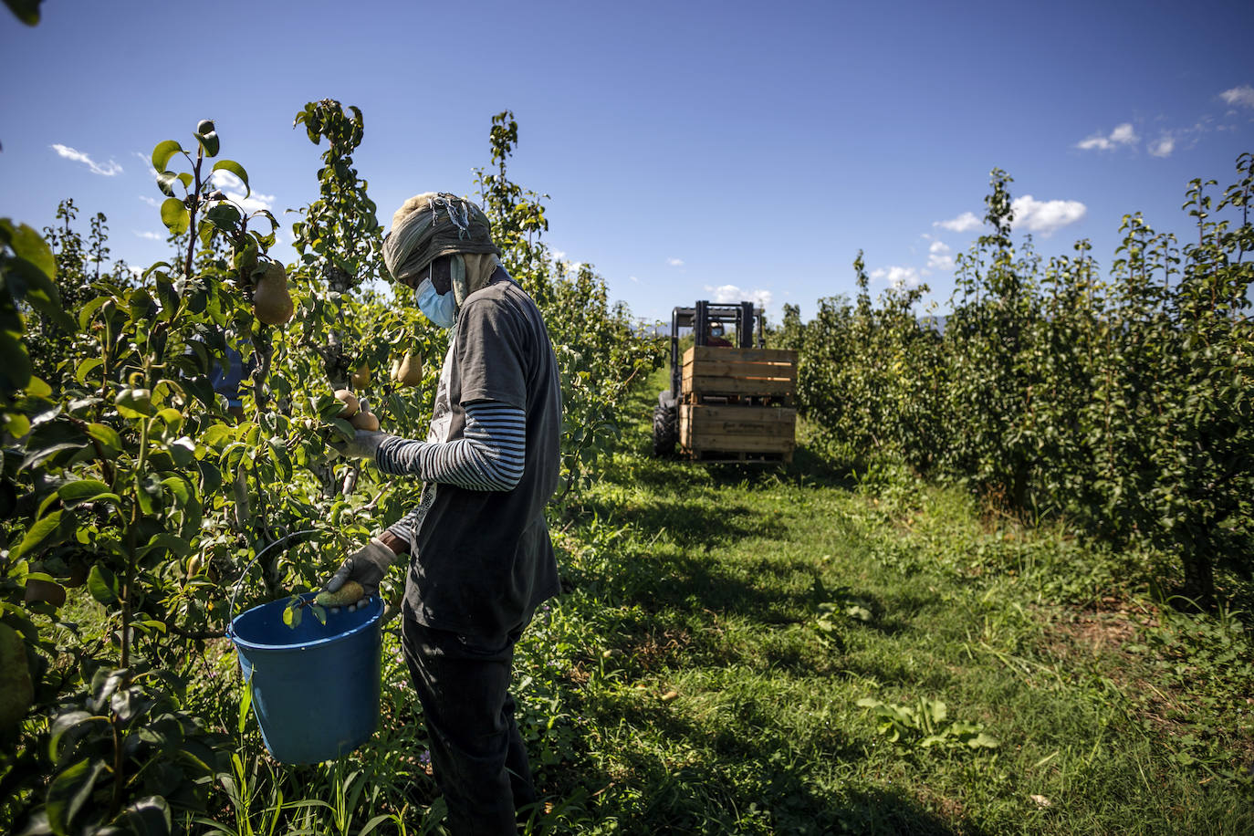 La cosecha de esta fruta en La Rioja ha resultado corta, pero de mucha calidad