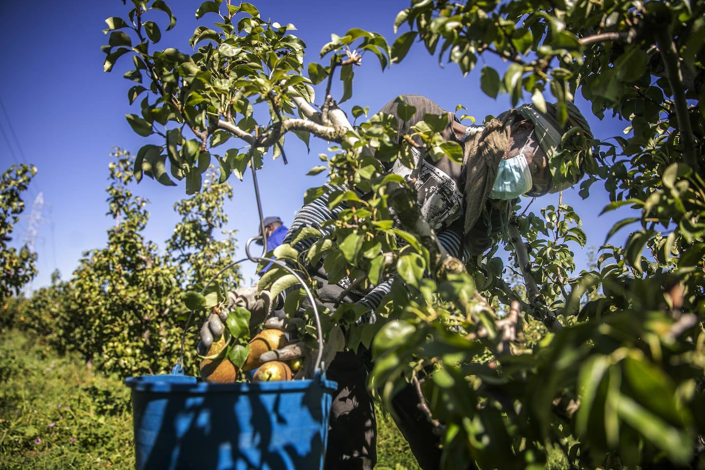 La cosecha de esta fruta en La Rioja ha resultado corta, pero de mucha calidad