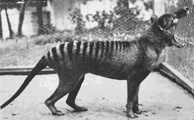 Benjamin, el último tilacino conocido, en una foto de 1933.