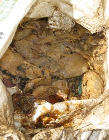 Imagen secundaria 2 - Varias imágenes de lo que se encontraronlos agentes del Seprona.