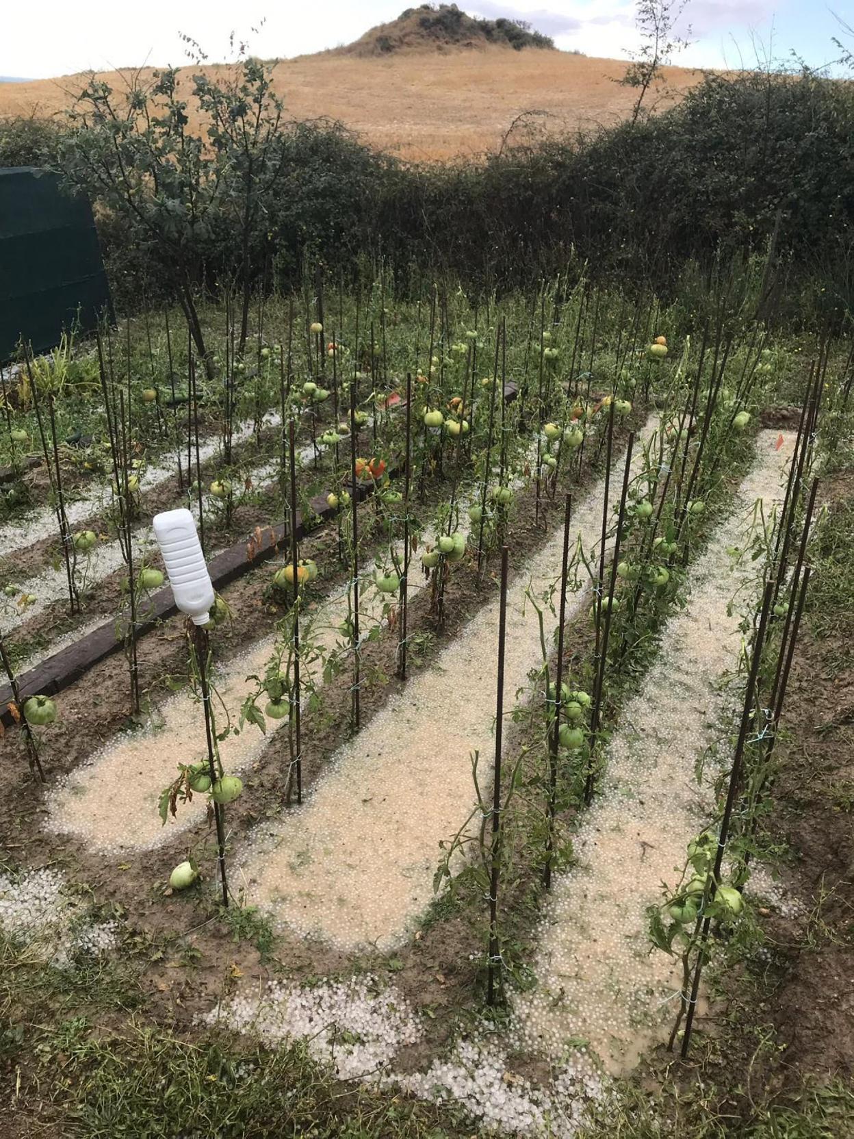 El cultivo de tomata en Galbárruli resultó seriamente dañado. 