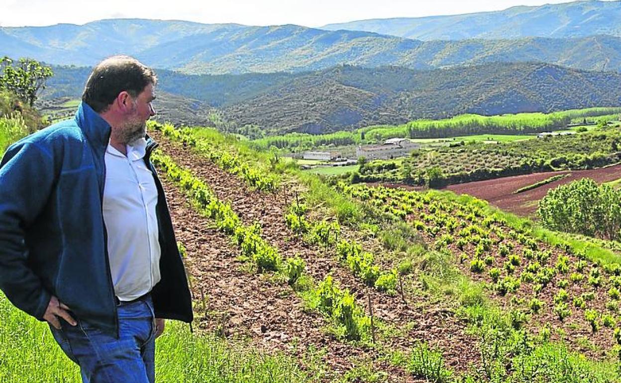 El bodeguero, en el viñedo Cerro La Isa. .