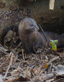 Imagen secundaria 2 - Liberados tres visones europeos en la desembocadura del río Najerilla
