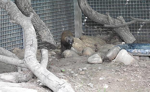 Imagen principal - Liberados tres visones europeos en la desembocadura del río Najerilla