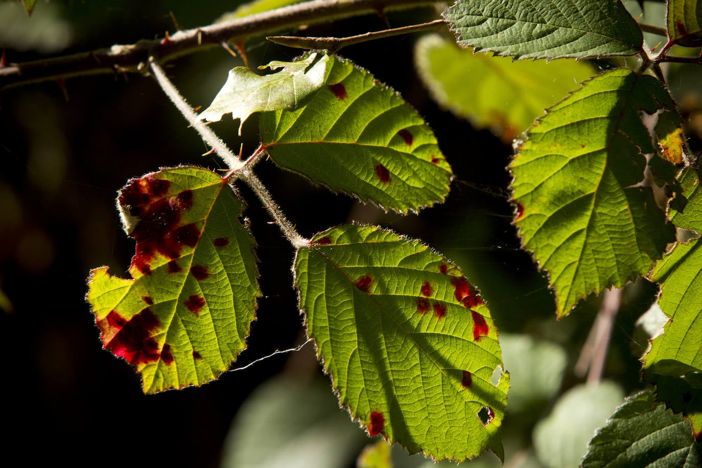 Variedad de colores en las hojas de los árboles tras la llegada del otoño.