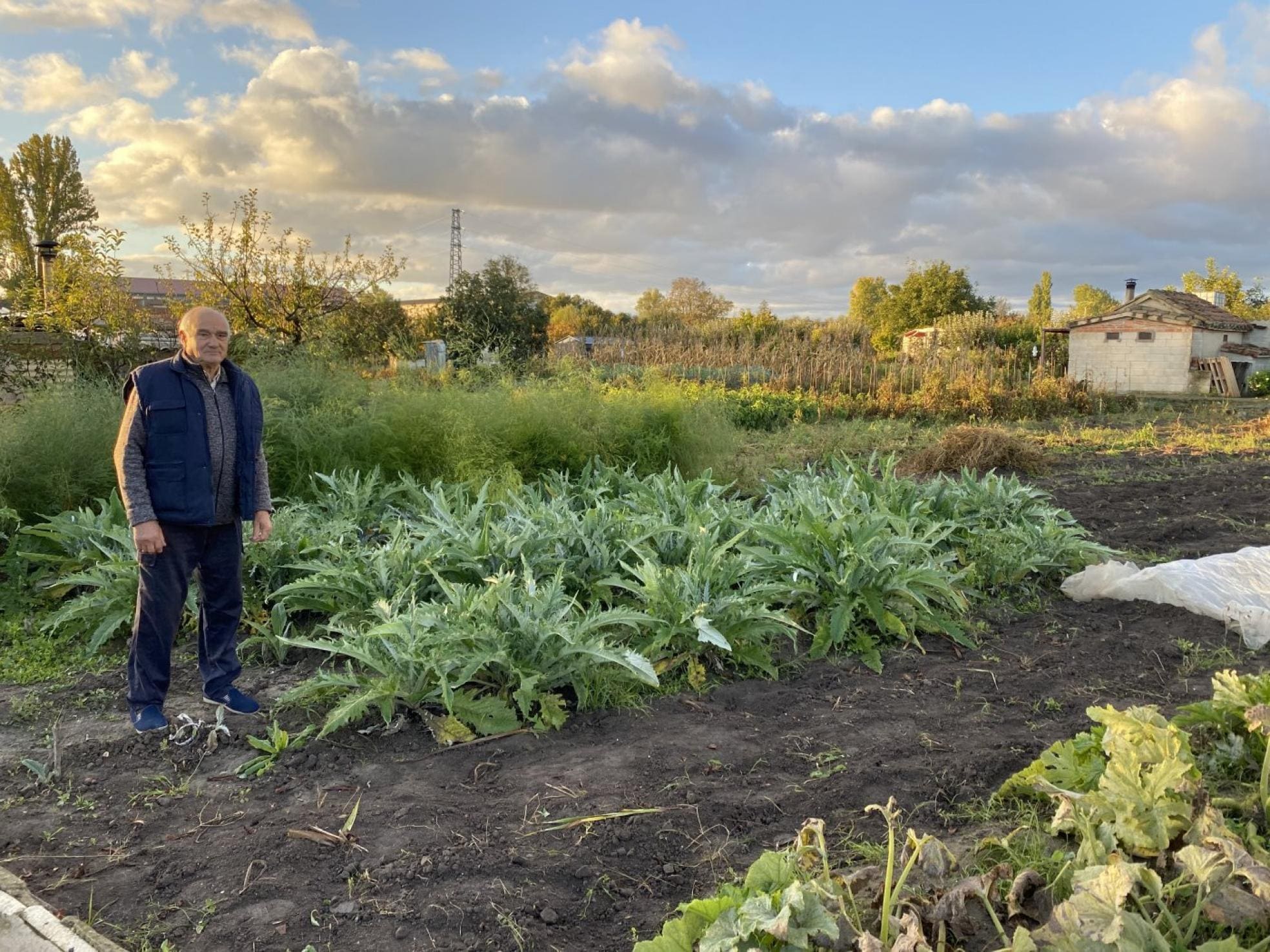 Ya queda poco por recolectar en la huerta de Tomás. 