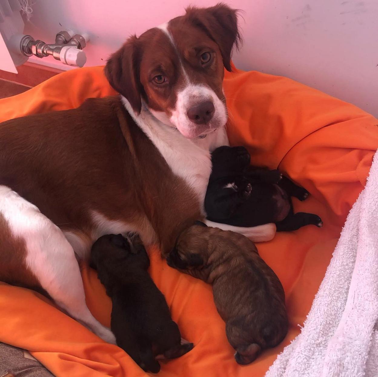 La familia canina, reunida por la protectora de animales. 