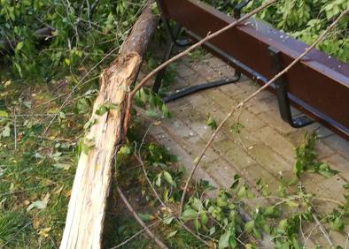 Imagen secundaria 1 - Destrozos por el viento en el parque del Iregua y en la Plaza Teresa de Calcuta de Logroño