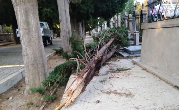 Un ciprés ha caído en el cementerio, provocando daños en algunos panteones. 