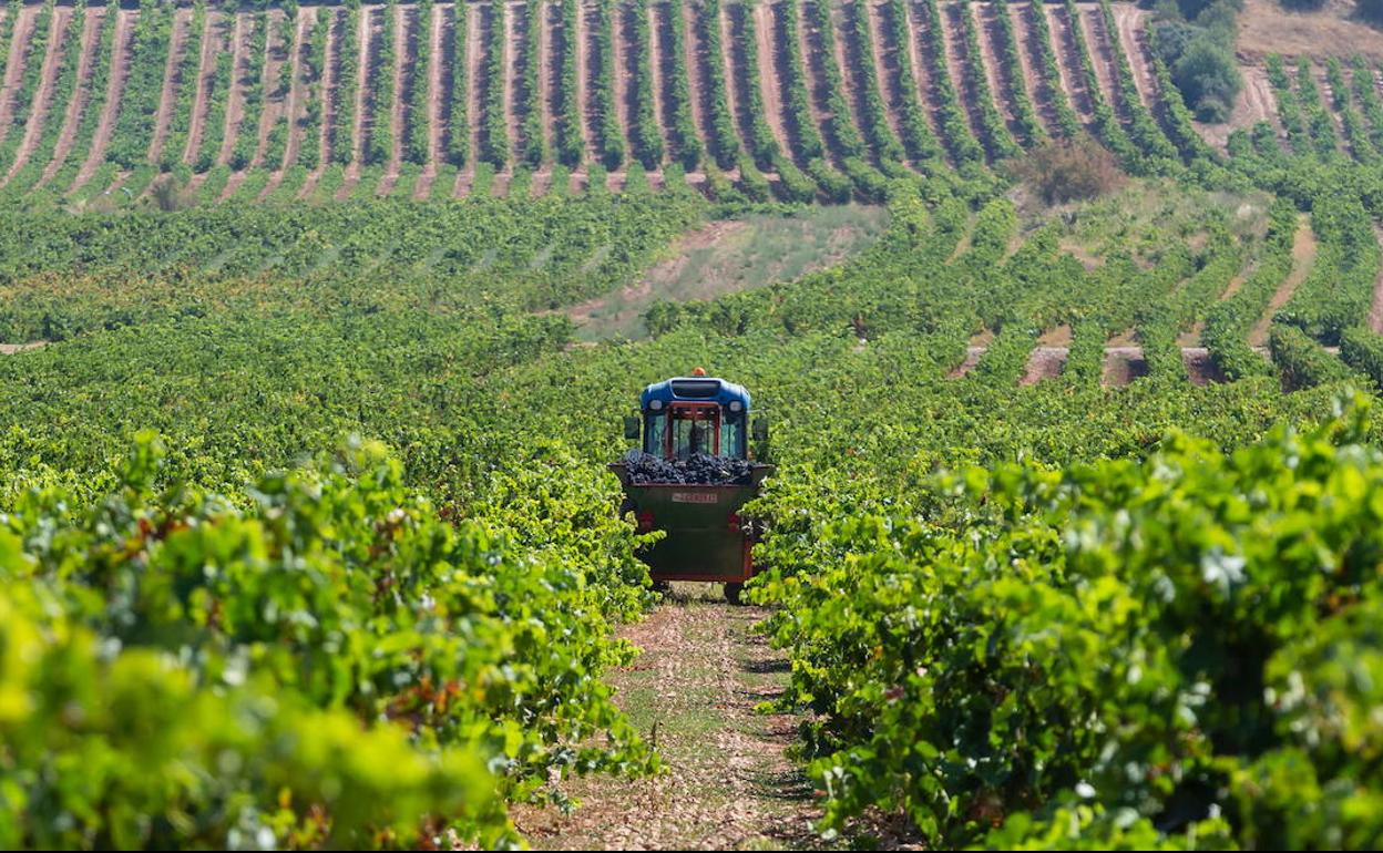 Recogida de uva en Uruñuela, en una imagen de archivo.