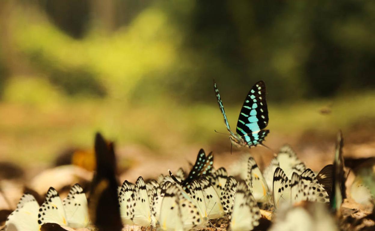 Mariposas en el parque nacional de Messok-Dja.