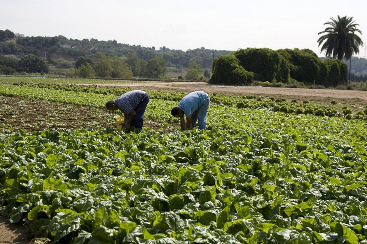 Inmigrantes en plena recogida agrícola. 