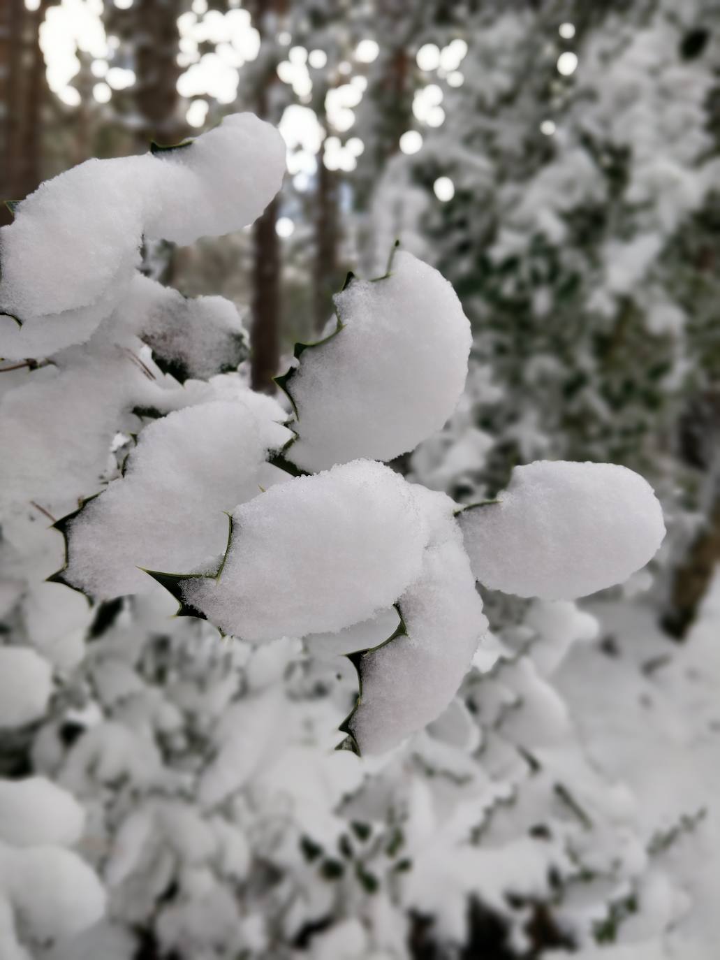 Están al nordeste de la cumbre y la nieve se acumula ahí a causa del viento