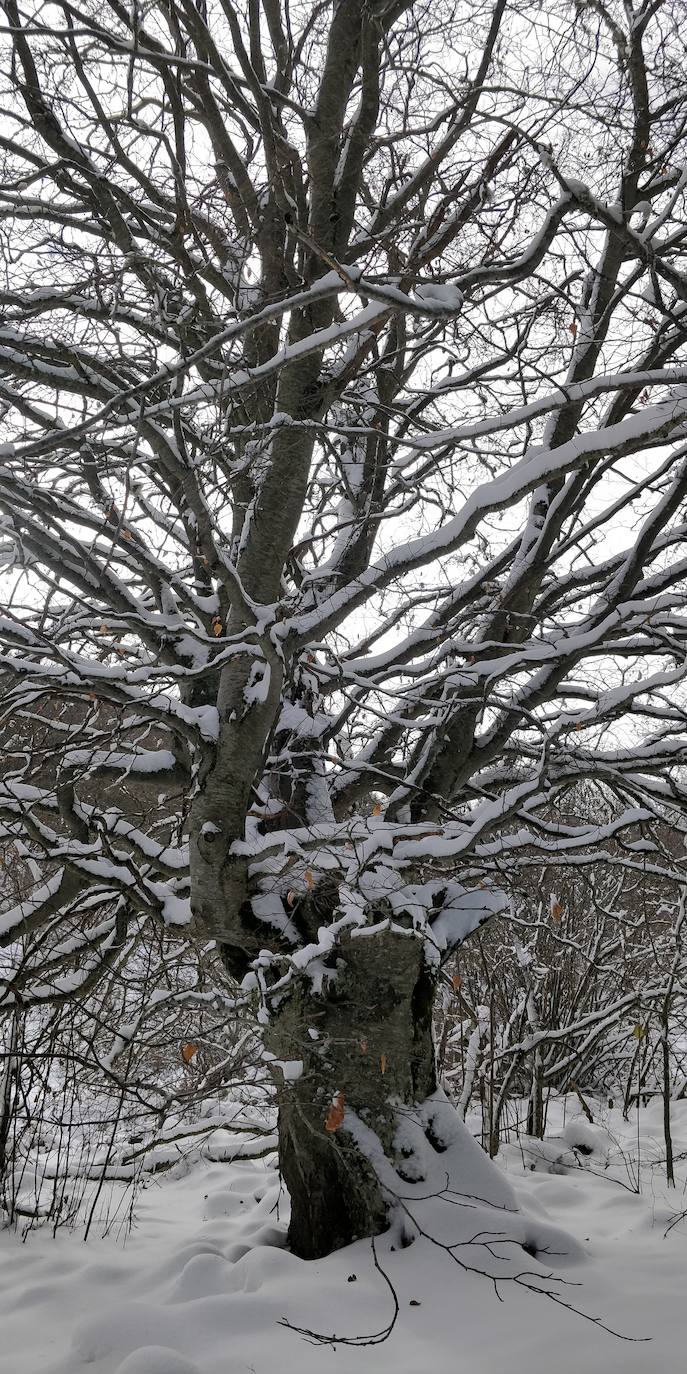 Están al nordeste de la cumbre y la nieve se acumula ahí a causa del viento